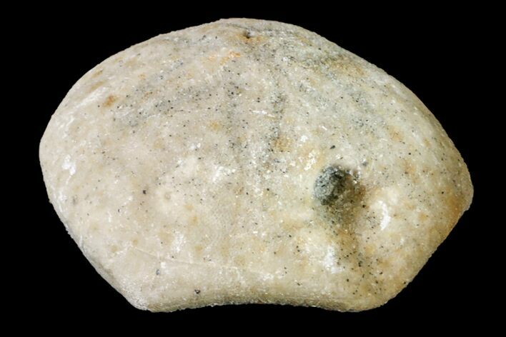 Cretaceous Echinoid (Hardouinia) Fossil - North Carolina #156338